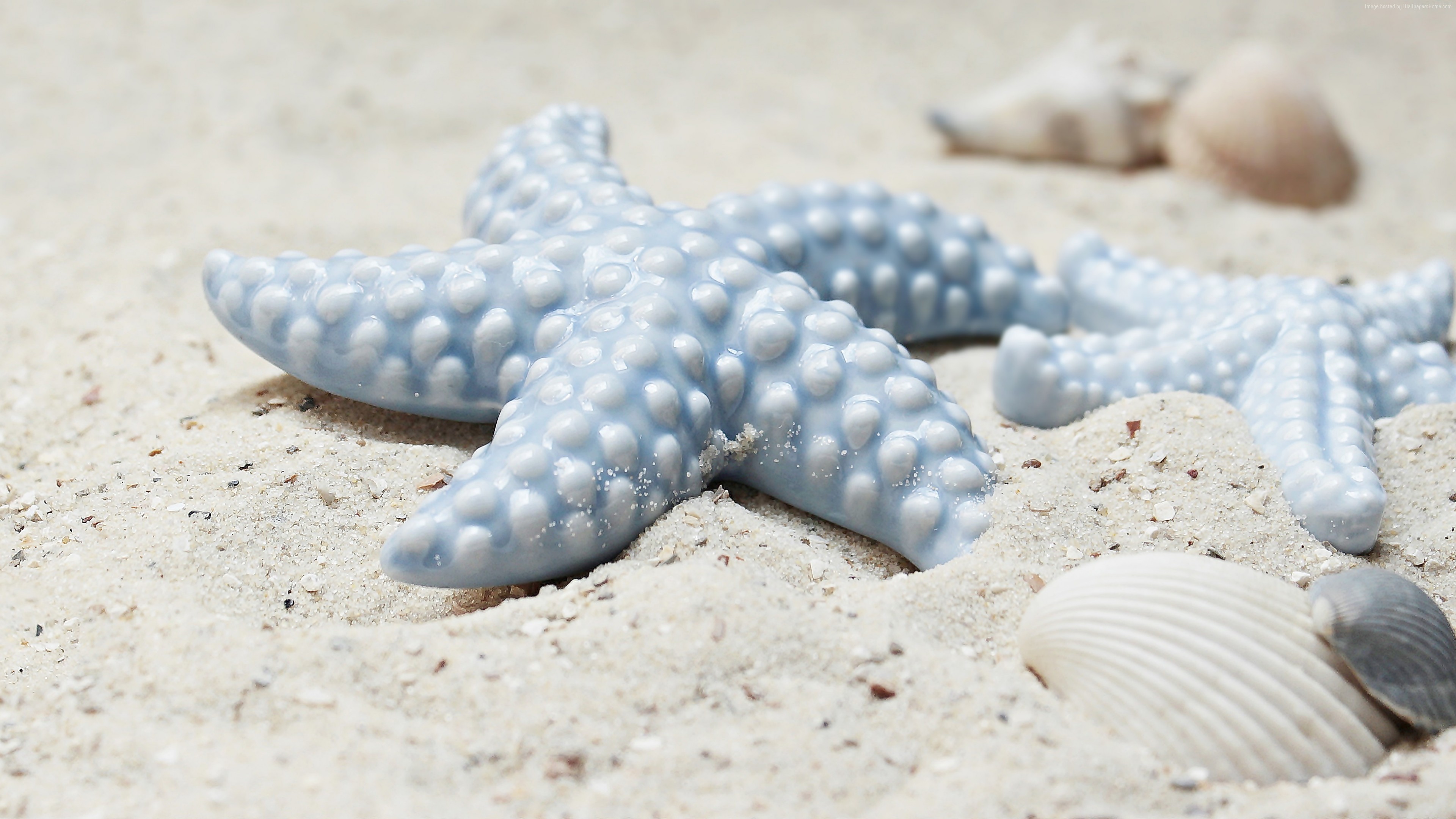 Stock Images starfish, shell, shore, 5k, Stock Images